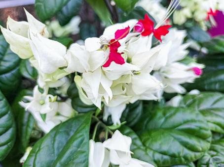 源平カズラの花 源平カズラの花の写真