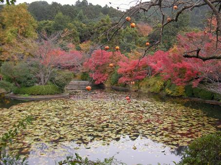 龍安寺 京都 龍安寺 京都の写真