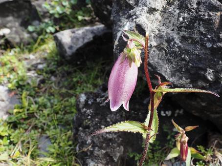 山野草・ホタルブクロ(北八ヶ岳) 山野草・ホタルブクロ(北八ヶ岳)の写真