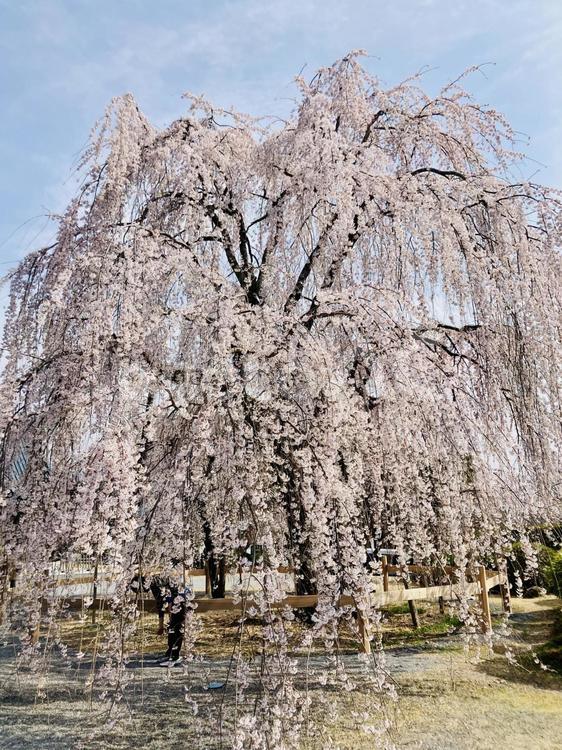 見延山久遠寺のしだれ桜 しだれ桜,桜,久遠寺の写真素材