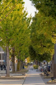歩道 秋,秋のイメージ,自然の写真素材