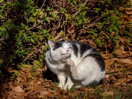 野良猫のアップ 野良猫のアップの写真