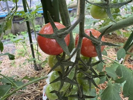 トマト トマト トマト,野菜,畑の写真素材