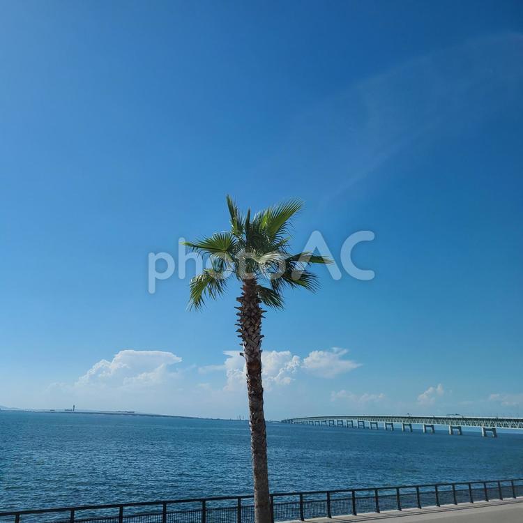 リゾート地でヤシの木 海,景色,風景の写真素材