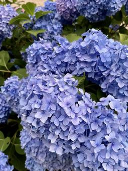 紫一面の紫陽花 紫一面の紫陽花の写真