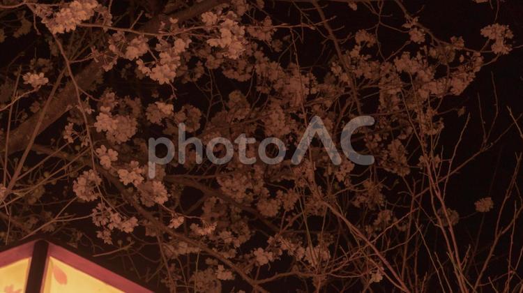 ぼんぼりの光に浮かぶ満開の桜 花びら,植物,くらいの写真素材