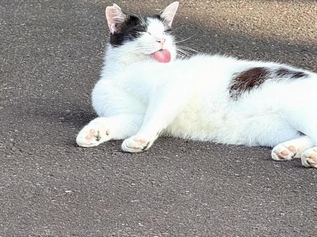 舌を出す白黒猫 舌を出す白黒猫の写真