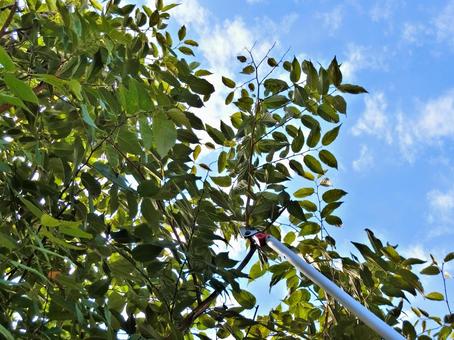 庭木の剪定01 剪定,庭木,垣根の写真素材