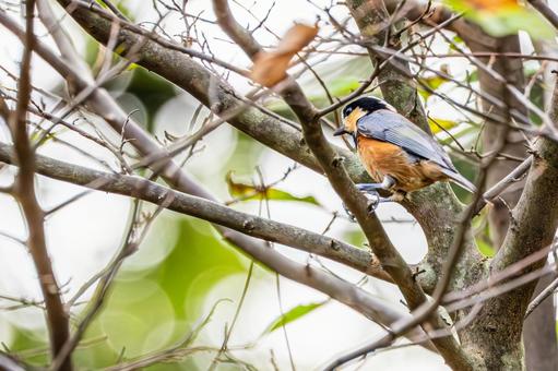 ヤマガラ(60) ヤマガラ(60) 野鳥,ヤマガラ,スズメ目の写真素材