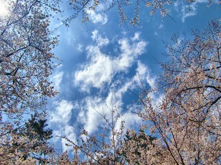 桜の季節-6 桜の季節-6 桜,木,幹の写真素材