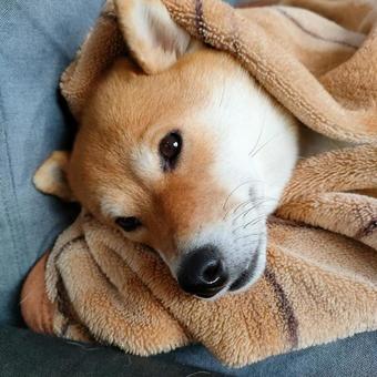 ねむねむな柴犬です！の写真