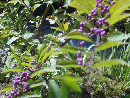 秋の植物 紫 秋の植物 紫の写真