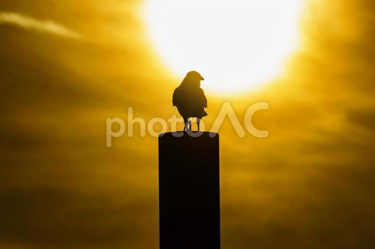 夕陽の明かりと野鳥のシルエット 夕焼け,鳥,野鳥の写真素材