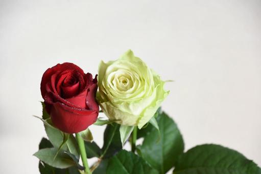 赤と緑のばら 赤と緑のばら 緑,赤,赤い薔薇の写真素材