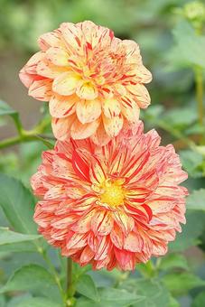 宝塚ダリア園　秋　ダリア774　春万里 宝塚市,宝塚ダリア園,ダリアの写真素材