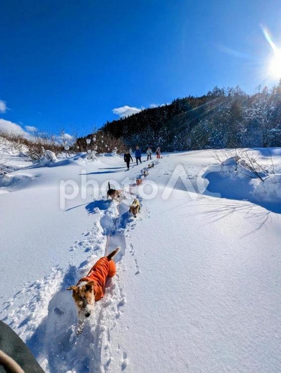 犬たちの大冒険 犬,ジャックラッセルテリア,複数の写真素材