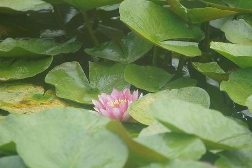 Water Lily, JPG Water Lily, JPG