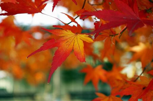 紅葉 紅葉の写真