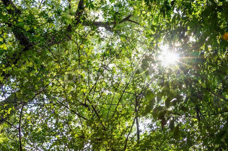 緑の森に差し込む太陽の光 森,太陽,光の写真素材
