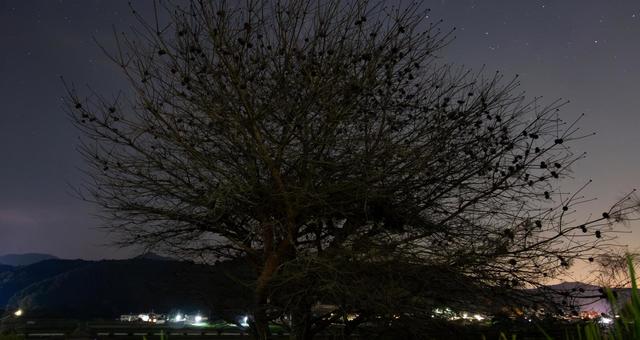 夜空にそびえる巨大な松ぼっくりの木 松ぼっくり,木,巨大の写真素材