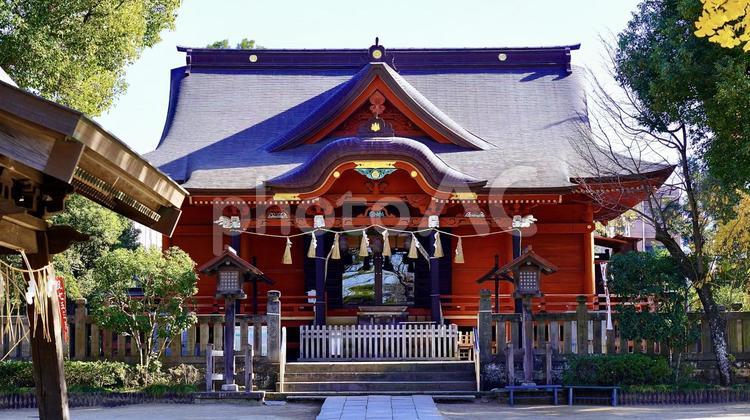 千葉県市原市の秋の飯香岡八幡宮 飯香岡八幡宮,千葉,市原の写真素材