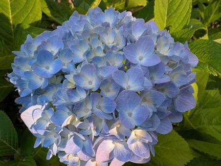 Blue hydrangea, JPG