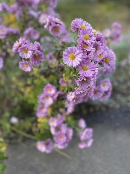 Photo, flower, autumn flowers, tiny, 