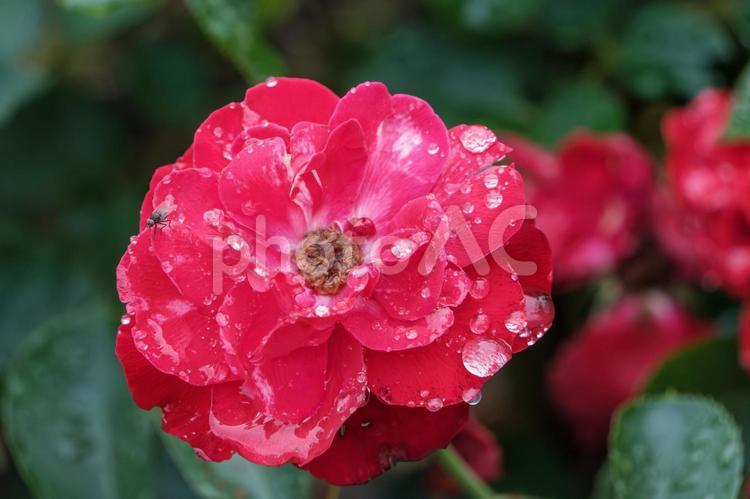 露滴る真紅の薔薇とハエ 薔薇,花,花びらの写真素材