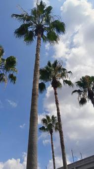 南国風　 南国風,植栽,空の写真素材