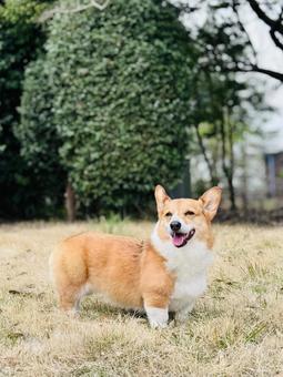 Corgi, JPG