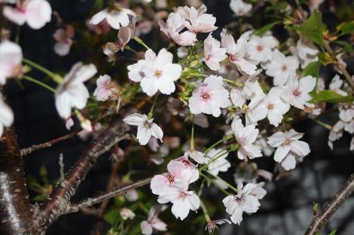 桜 桜,夜桜,花の写真素材