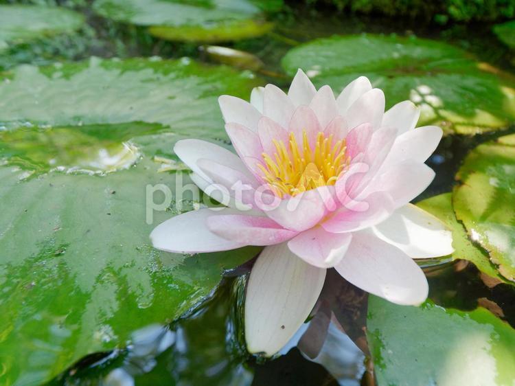 淡い色が綺麗な蓮の花 蓮,蓮の花,池の写真素材