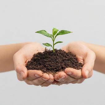 両手に乗せられた、土から育つ小さな植物 両手に乗せられた、土から育つ小さな植物の写真