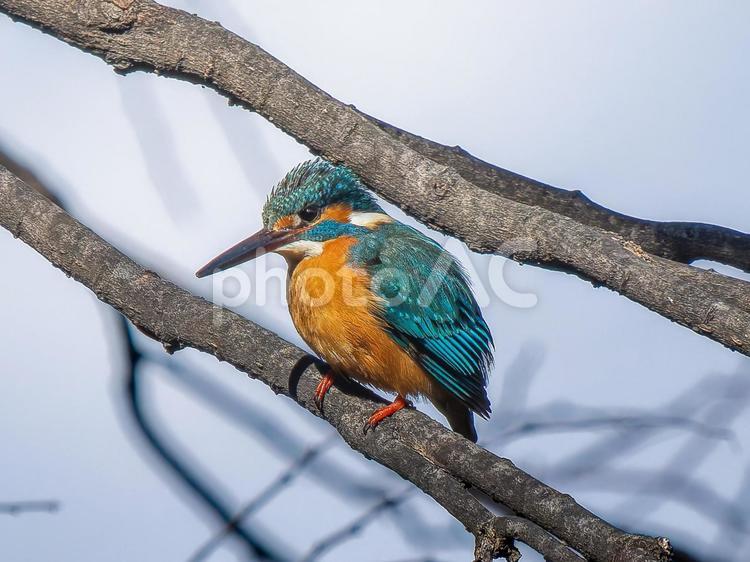 枝にとまるカワセミ カワセミ,野鳥,鳥の写真素材