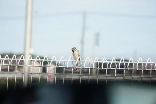 スズメチュン風に吹かれて スズメ,雀,すずめの写真素材