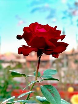 薔薇 薔薇,バラ園,バラの写真素材