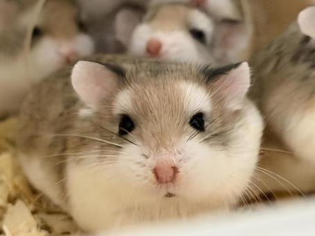 カメラ目線のロボロフスキーハムスター グレー,げっ歯類,齧歯動物の写真素材