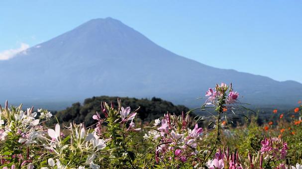 初秋のセイヨウフウチョウソウと富士山 初秋のセイヨウフウチョウソウと富士山 富士山,初秋,クレオメの写真素材