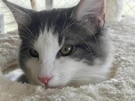 ふわふわ毛布にとろける午後 猫,ハチワレ,白とグレーの写真素材