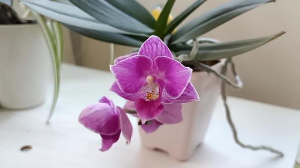 Photo, mini phalaenopsis orchid, flower, plant, 
