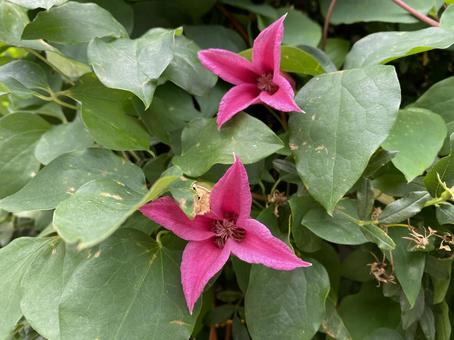 クレマチス・テクセンシス クレマチステクセンシス,クレマチス,カザグルマの写真素材