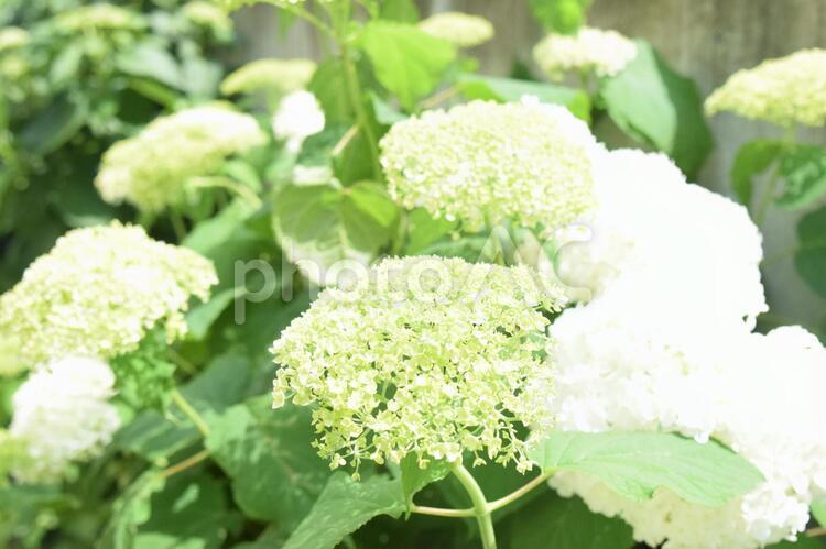6月　アジサイ 6月,アジサイ,花の写真素材