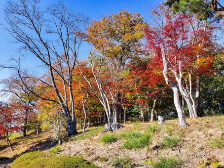 紅葉のもみじ林　伊豆の修善寺虹の郷にて 紅葉,モミジ,紅葉狩りの写真素材