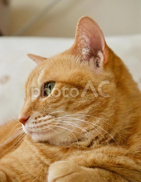 凛々しい横顔 茶とら猫,茶トラ猫,ねこの写真素材