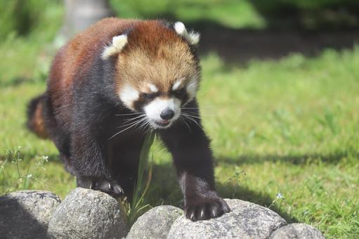 レッサーパンダ レッサーパンダの写真