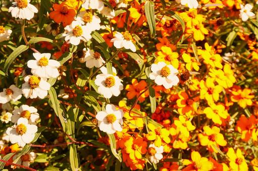 花壇の花たち2 花壇の花たち2の写真