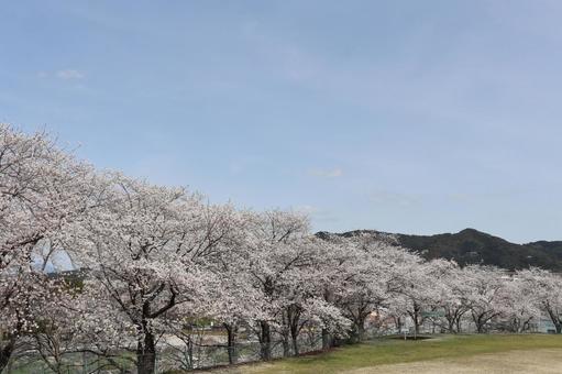 桜 そら 桜 そら 桜,空,木の写真素材