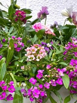 ピンクのアリッサム アリッサム,花,植物の写真素材