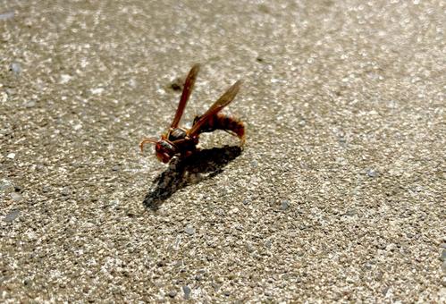 地面に止まっている蜂の写真