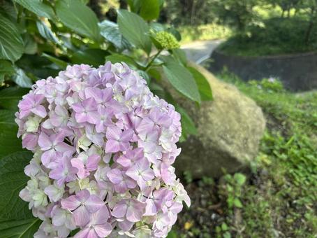 Photo, hydrangea, rainy season, pink, 